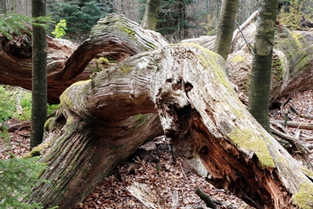 Toter Baum im Naturpark Schönbuch