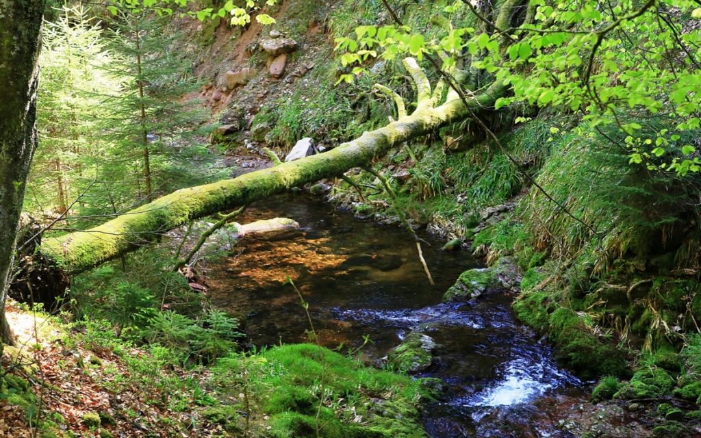DAs Muckenlochbächle ist ein kurzer aber wilder Zulauf zur Rotmurg im Rotmurgtal im Nationalpark Schwarzwald.