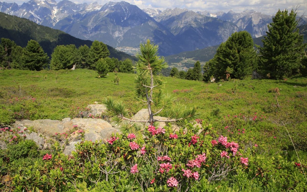 Alpenrosen in Serfaus-Fiss-Ladis 